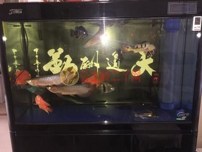 80厘米長的魚缸可以養較小的龍魚，但需要注意什么：80厘米的魚缸養龍魚能長多大 80厘米長的魚缸可以養較小的龍魚，但需要注意什么：80厘米的魚缸養龍魚能長多大 龍魚百科 第3張