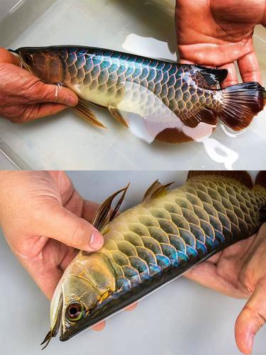 紅龍魚分類及圖片