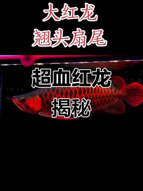 紅龍魚分類及圖片