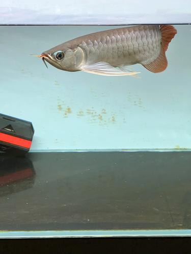 紅龍魚分類及圖片