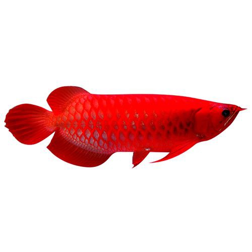 紅龍魚分類及圖片