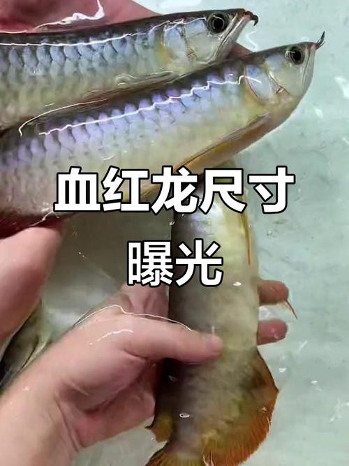 紅龍魚分類及圖片