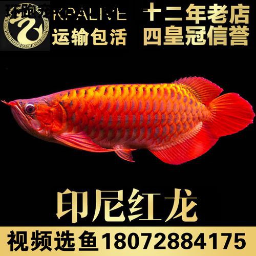 紅龍魚分類及圖片