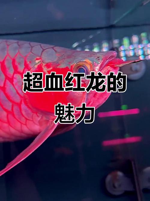 紅龍魚分類及圖片