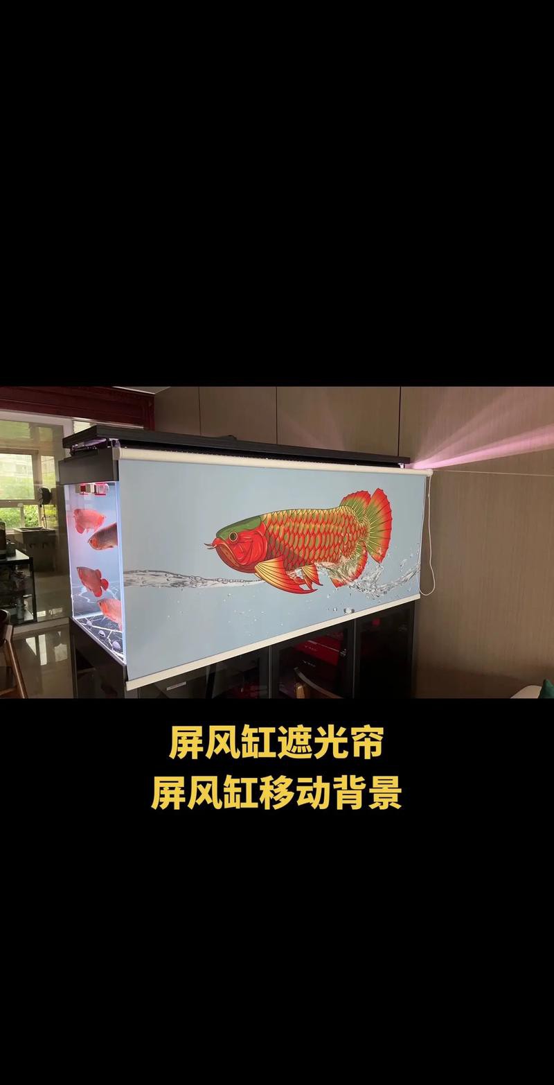 紅龍魚掉眼要怎么預防呢圖片