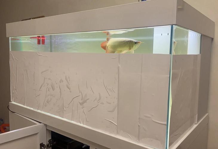 紅龍魚掉眼要怎么預防呢圖片