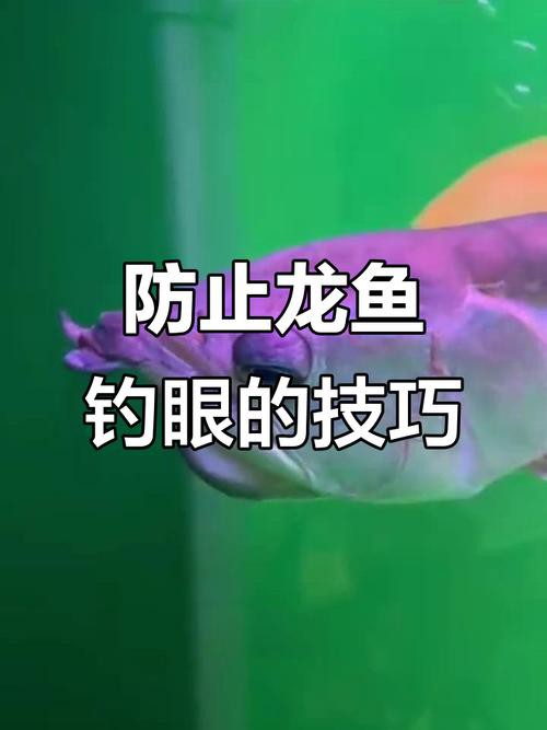 紅龍魚掉眼要怎么預防呢圖片