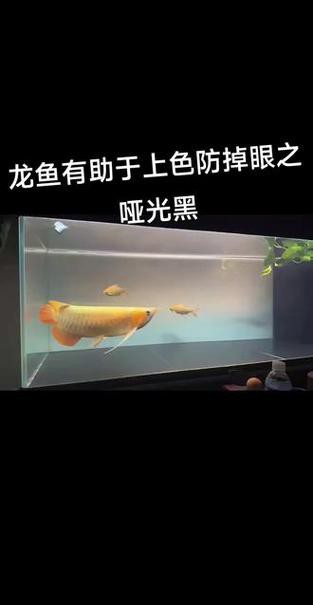 紅龍魚掉眼要怎么預防呢圖片