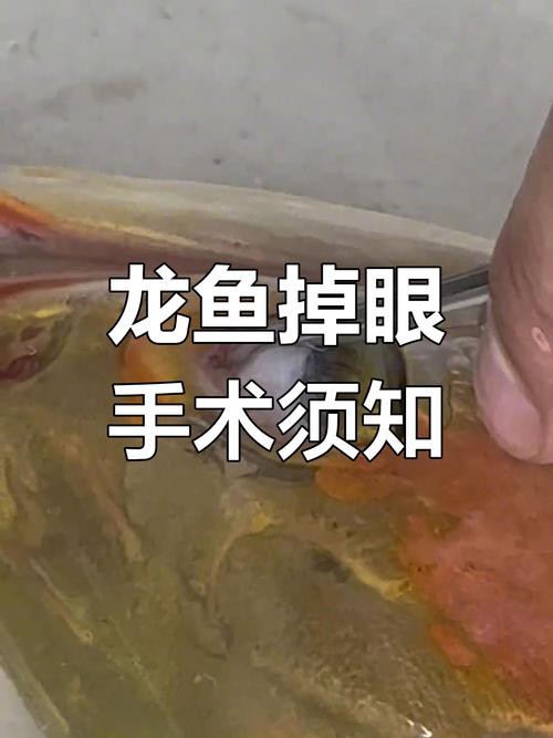 紅龍魚掉眼要怎么預防呢圖片