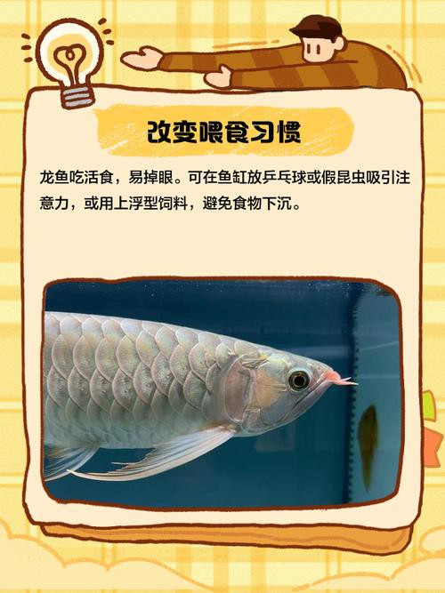 紅龍魚掉眼要怎么預防呢圖片