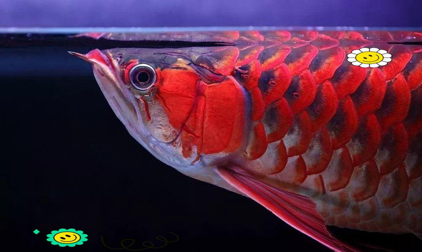 紅龍魚掉眼要怎么預防呢圖片