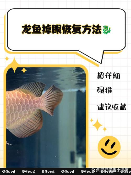 紅龍魚掉眼要怎么預防呢圖片