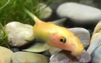 龍魚吃金苔鼠嗎