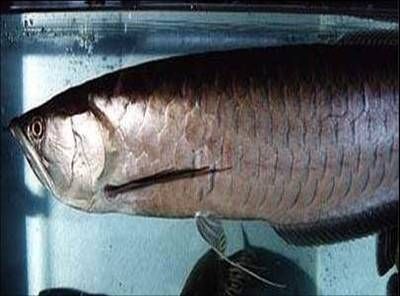 黑龍魚(yú)大概多少錢一條（黑龍魚(yú)價(jià)格在1000元左右黑龍魚(yú)價(jià)格在1000元左右）