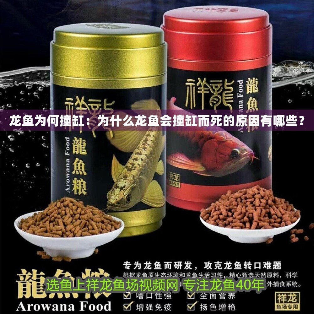 龍魚為何撞缸：為什么龍魚會撞缸而死的原因有哪些？