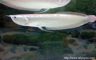 金龍魚可以喂什么