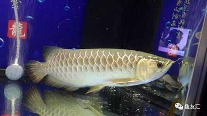 龍魚不吃東西了（龍魚不吃東西可能由多種原因引起）