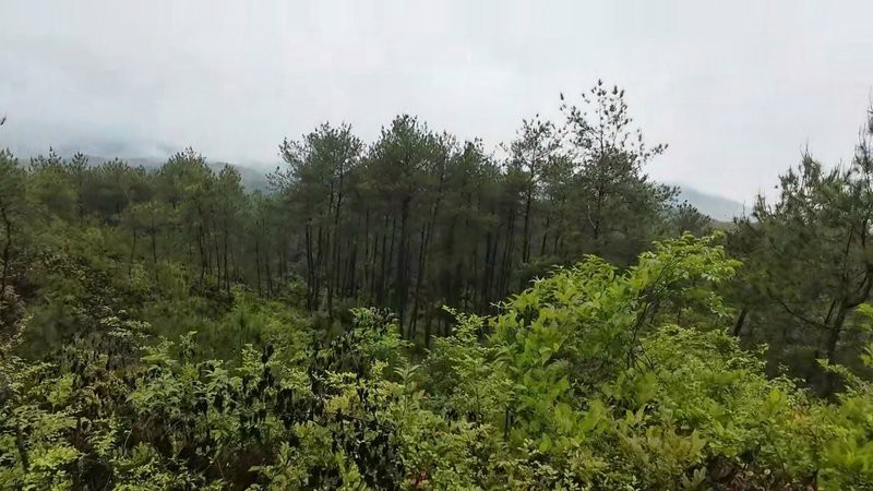 能否提供更多關于“百子地”的信息？ 能否提供更多關于“百子地”的信息？ 龍魚百科 第4張