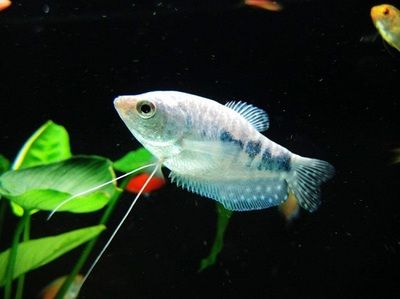 龍魚混養打架不吃東西怎么辦：龍魚混養打架不吃東西的解決方法 龍魚混養打架不吃東西怎么辦：龍魚混養打架不吃東西的解決方法 龍魚百科 第2張