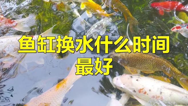 紅龍魚成魚期需要多久換一次水？
