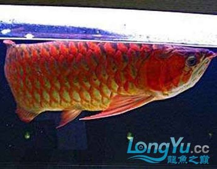 紅龍魚成魚期需要多久換一次水？