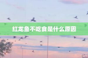 紅龍魚肉可以吃嗎，紅龍魚的營(yíng)養(yǎng)價(jià)值，紅龍魚肉的保存方法