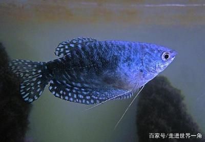 龍魚什么品種最好養：養龍魚的品種需要注意什么品種，最好養的龍魚品種