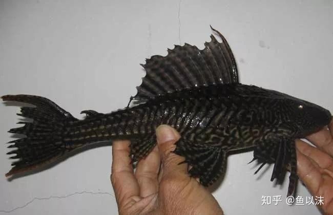 龍魚吃了清道夫會死嗎