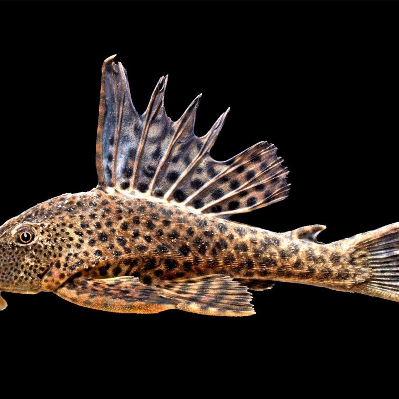 龍魚吃了清道夫會死嗎