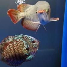 七彩和龍魚混養怎么喂食的：七彩和龍魚混養怎么喂食