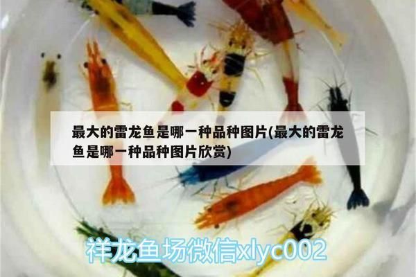 黃金雷龍魚能長多大呢：黃金雷龍魚的最大個體記錄體長可超過60厘米