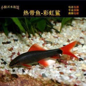 紅尾金龍魚吃什么飼料好（紅尾金龍魚吃什么飼料最好紅尾金龍魚吃什么飼料最好） 紅尾金龍魚吃什么飼料好（紅尾金龍魚吃什么飼料最好紅尾金龍魚吃什么飼料最好） 龍魚百科 第3張