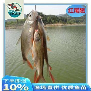 紅尾金龍魚吃什么飼料好（紅尾金龍魚吃什么飼料最好紅尾金龍魚吃什么飼料最好） 紅尾金龍魚吃什么飼料好（紅尾金龍魚吃什么飼料最好紅尾金龍魚吃什么飼料最好） 龍魚百科 第5張