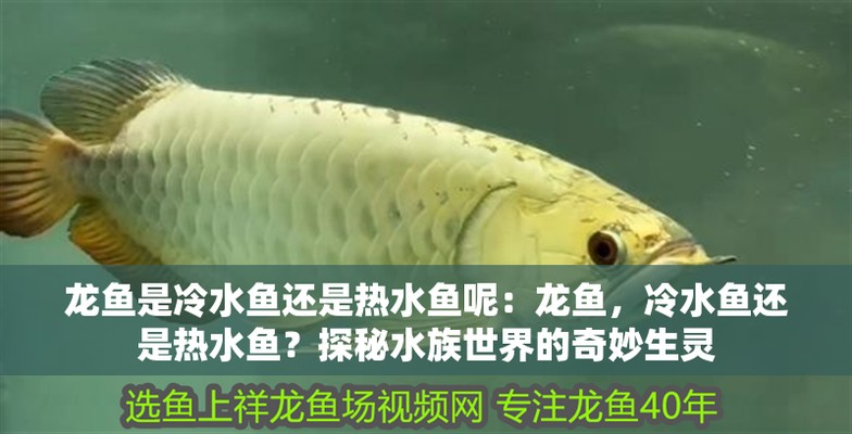 修魚缸漏水師傅電話
