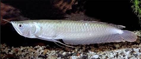 金龍銀龍魚(yú)能吃嗎（金龍魚(yú)和銀龍魚(yú)可以吃嗎(銀龍魚(yú)的功效與作用）