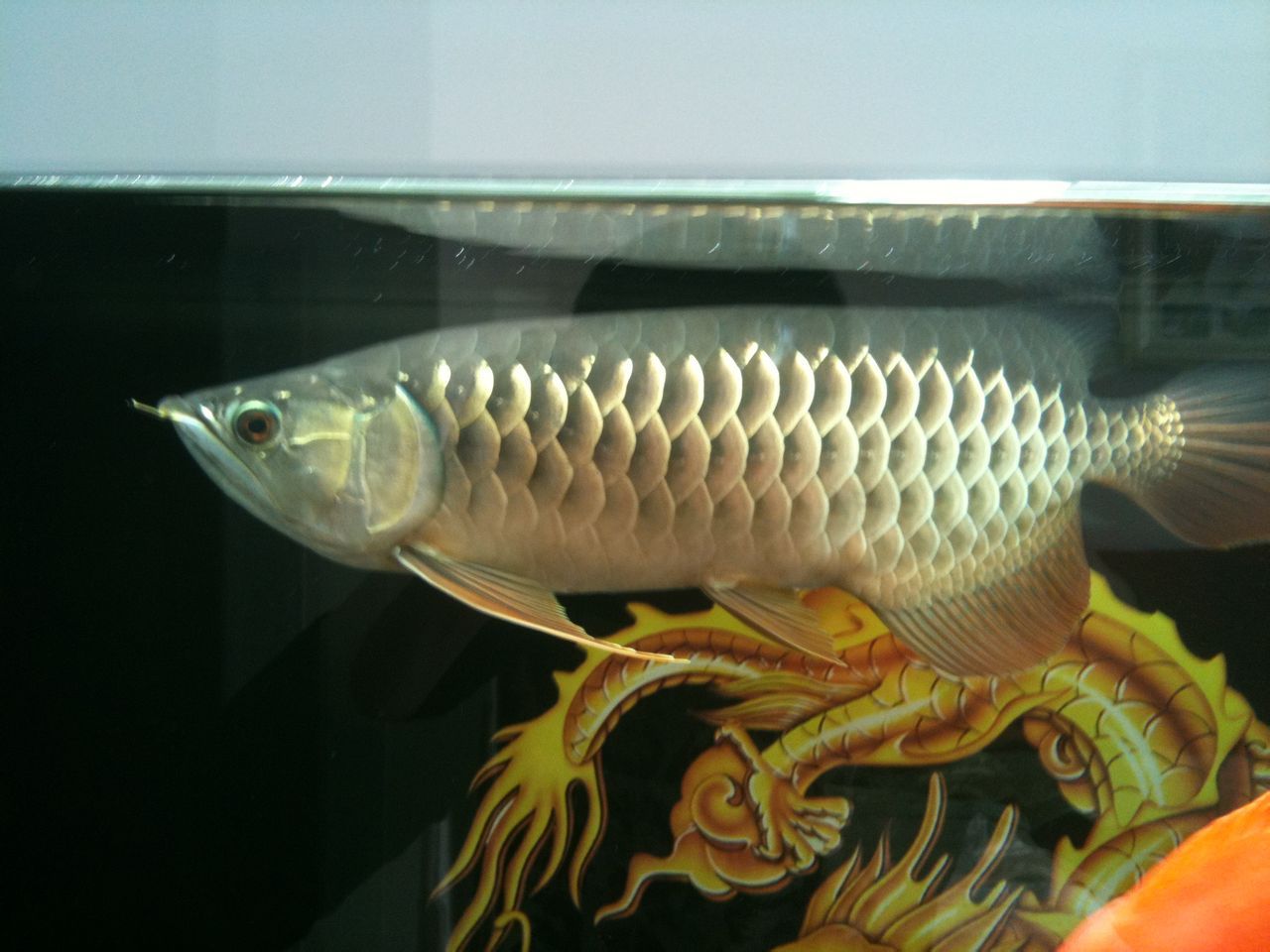 金龍銀龍魚(yú)能吃嗎（金龍魚(yú)和銀龍魚(yú)可以吃嗎(銀龍魚(yú)的功效與作用）