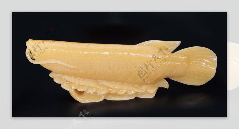 金龍魚高清圖片的分辨率一般多大？