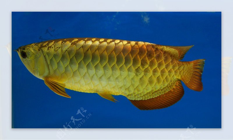 金龍魚高清圖片的分辨率一般多大？
