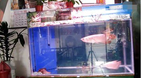 龍魚能和孔雀魚一起養嗎：龍魚可以和孔雀魚混養嗎？