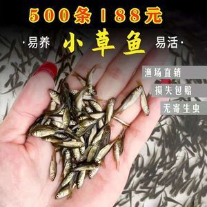龍魚飼料魚消毒多久可以吃：龍魚飼料魚消毒時間