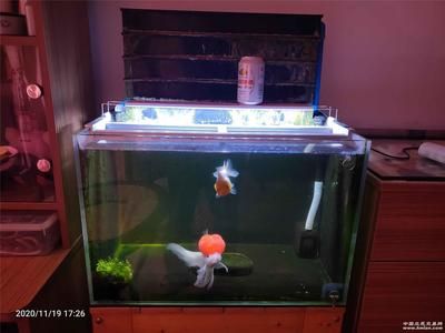 魚缸可以不換水一直加水嗎為什么（如何維護魚缸水質(zhì)穩(wěn)定）