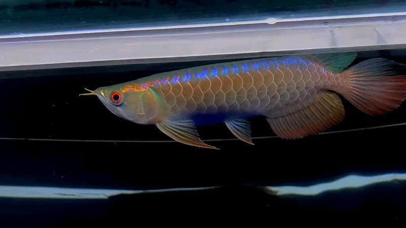 過背金龍藍底的價格范圍是多少？ 過背金龍藍底的價格范圍是多少？ 龍魚百科 第6張