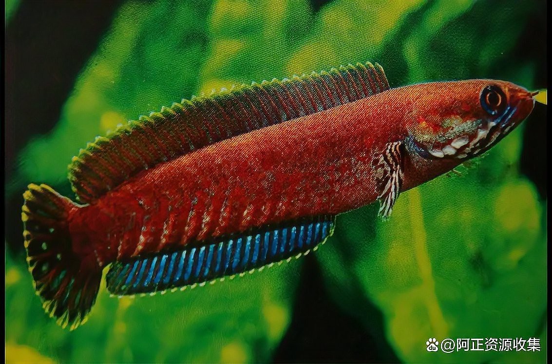 像龍魚的小型觀賞魚有哪些種類