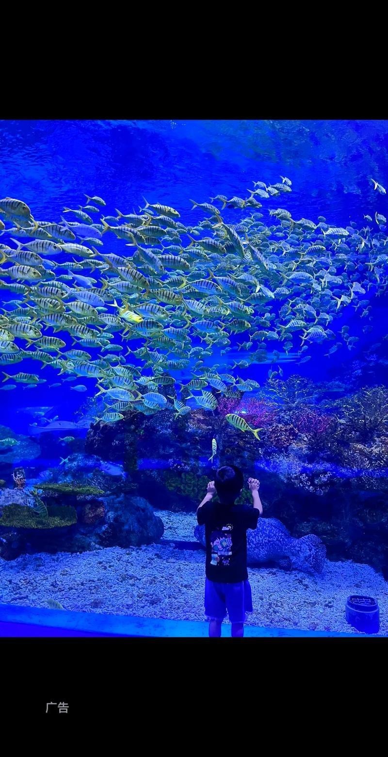 蘇州龍魚水族館在哪里 蘇州龍魚水族館在哪里 龍魚百科 第5張