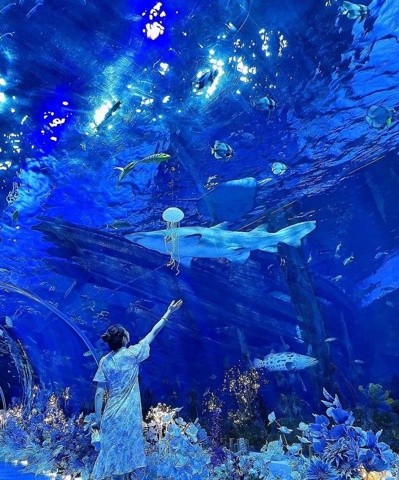蘇州龍魚水族館在哪里 蘇州龍魚水族館在哪里 龍魚百科 第4張