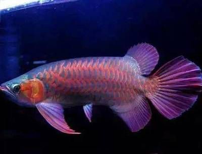 金龍魚有多少種顏色的：金龍魚品種鑒賞指南金龍魚顏色種類鑒賞指南