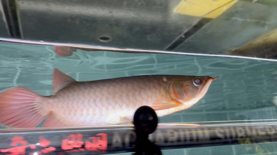 紅龍魚發色過程分析圖解圖片 紅龍魚發色過程分析圖解圖片 龍魚百科 第22張