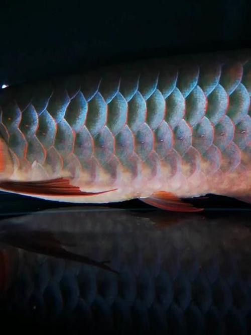 紅龍魚發色過程分析圖解圖片 紅龍魚發色過程分析圖解圖片 龍魚百科 第7張