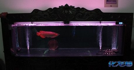 養金龍魚用什么燈比較好：養金龍魚用什么燈比較好,