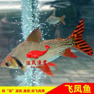 龍魚能和飛鳳魚一起養(yǎng)嗎：龍魚和飛鳳魚可以一起養(yǎng)嗎， 龍魚能和飛鳳魚一起養(yǎng)嗎：龍魚和飛鳳魚可以一起養(yǎng)嗎， 龍魚百科 第1張